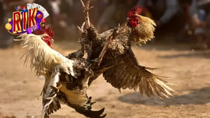 Các loại hình đá gà RIKVIP đang được tổ chức