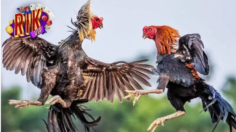 Mẹo cá cược đá gà RIKVIP hiệu quả anh em nên biết